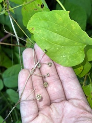 Smilax herbacea