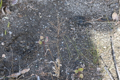 Panicum philadelphicum philadelphicum