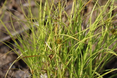 Carex sychnocephala