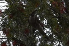 Philemon corniculatus