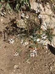 Symphyotrichum porteri