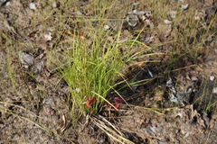 Carex sychnocephala
