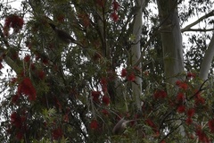 Philemon corniculatus