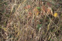 Panicum philadelphicum philadelphicum