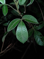 Searsia pyroides