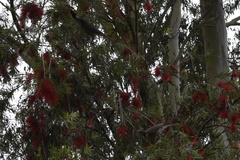Philemon corniculatus