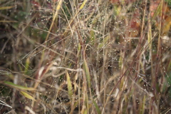 Panicum philadelphicum philadelphicum