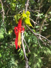 Tristerix corymbosus