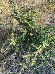 Ceanothus jepsonii