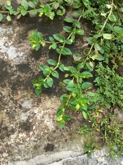 Mecardonia procumbens