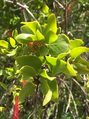 Tristerix corymbosus