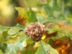 Andricus quercusfrondosus