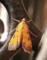 Ategumia ebulealis
