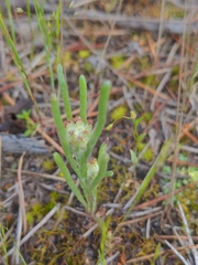 Blennospora drummondii
