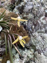 Dendrobium striolatum