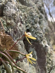 Dendrobium striolatum