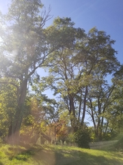 Robinia pseudoacacia