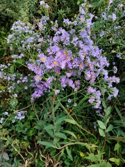 Symphyotrichum laeve