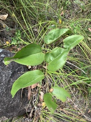 Smilax