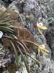 Dendrobium striolatum