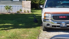 Meleagris gallopavo osceola