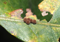 Atrusca carolina