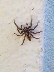 Menemerus bivittatus