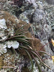 Dendrobium striolatum