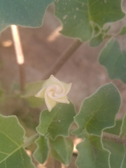 Datura arenicola