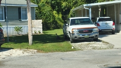 Meleagris gallopavo osceola