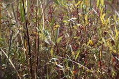 Salix petiolaris