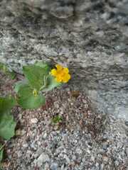 Erythranthe glabrata