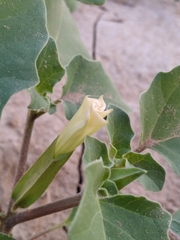 Datura arenicola