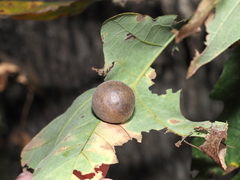 Atrusca quercuscentricola