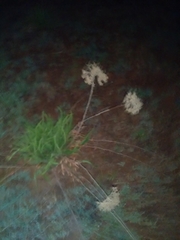 Helichrysum nudifolium