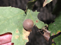 Atrusca quercuscentricola