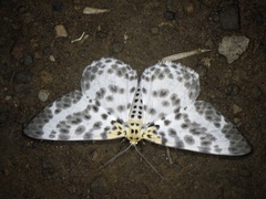 Metabraxas clerica