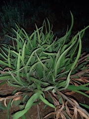 Helichrysum nudifolium