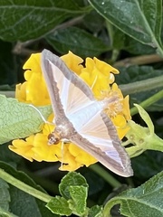Diaphania hyalinata