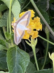 Diaphania hyalinata