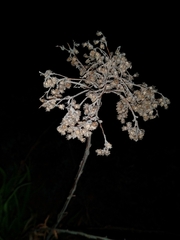 Helichrysum nudifolium