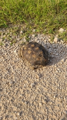 Gopherus berlandieri