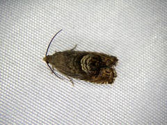 Cydia danilevskyi