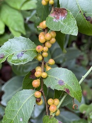 Xylosma