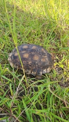 Gopherus berlandieri