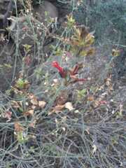 Dicliptera scutellata