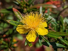 Hypericum prolificum