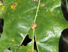 Atrusca carolina