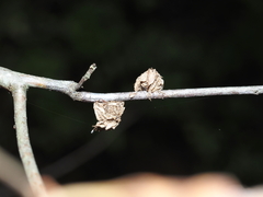 Dryocosmus floridensis