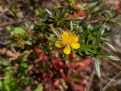Hypericum prolificum